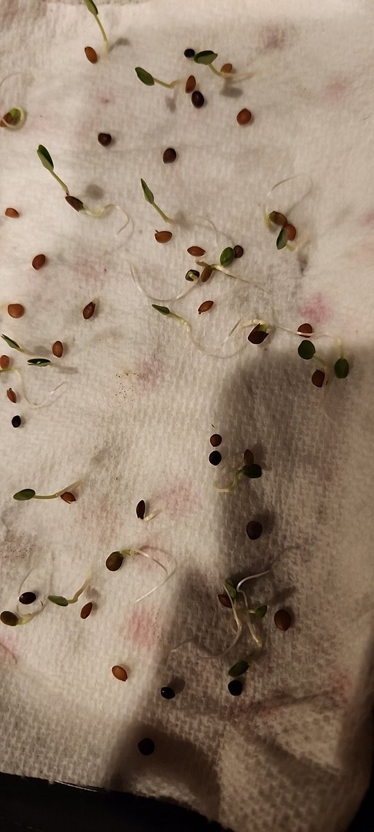 Carey Gerdes M Ed (@cgerdes8) on Twitter photo Sometimes, you just have to be excited about starting seeds for your middle school kiddos. Tickle me, plants are growing!!! <a href="/EIChargers/">EducationImagine</a> #Science Sometimes, you just have to be excited about starting seeds for your middle school kiddos. Tickle me, plants are growing!!! <a href="/EIChargers/">EducationImagine</a> #Science