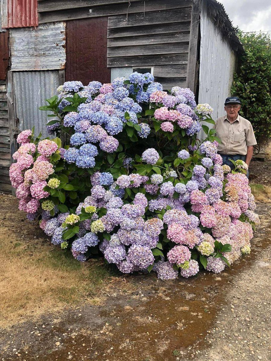 This is one of my Dad’s amazing Hydrangea’s at the farm homestead of “Kinbrae”.
She is one Hydrangea- not a bunch planted together. I was a tiny little tacker apparently, when Dad planted her next to his farm work shop door. It’s a big old shed. Before I was born this old shed…