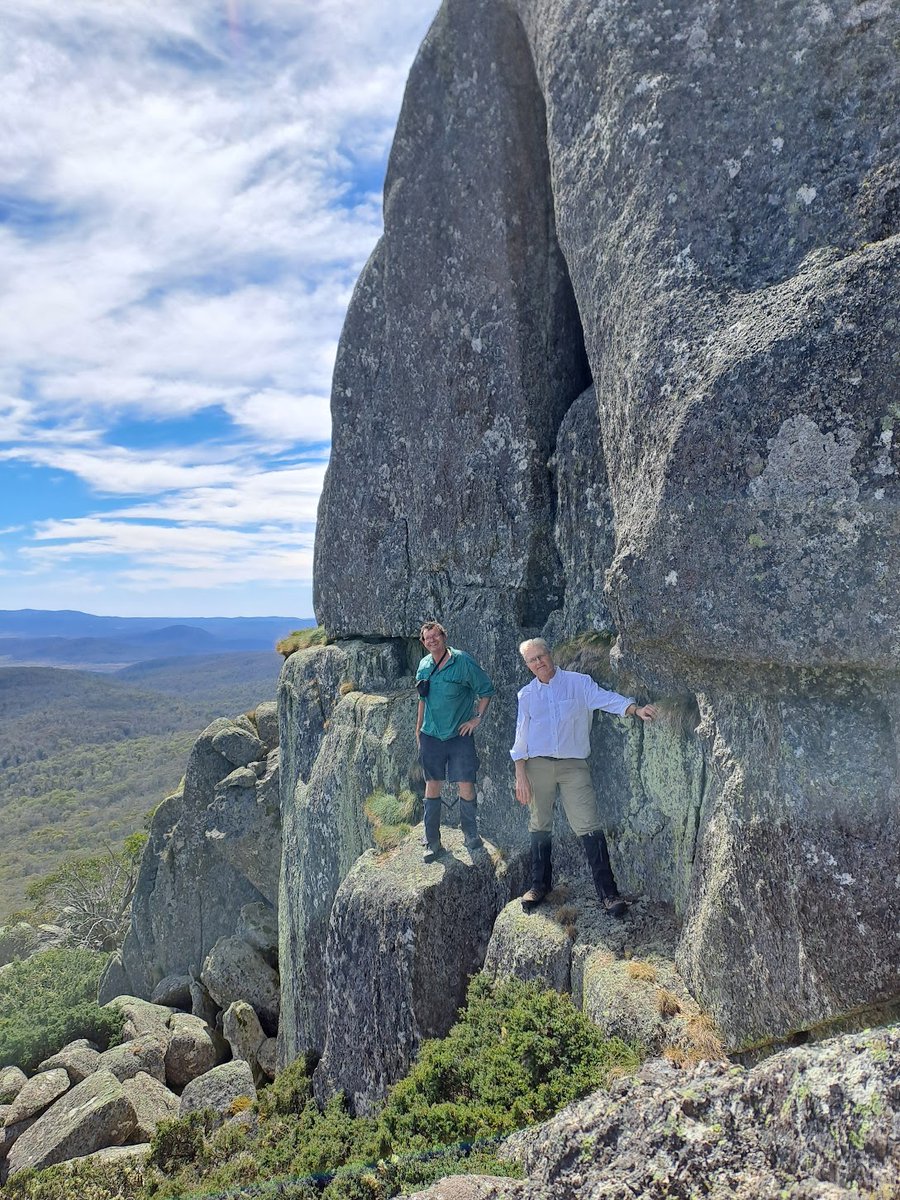 Checking for aestivating #bogong moths on Mt Morgan with Eric Warrant from @LundVision. Lots of great sites they once used, but none there now -- similar story to that on Mt Gingera to the north. Next available habitat Mt Jagungal. #bogongMoth #AgrotisInfusa #migrations