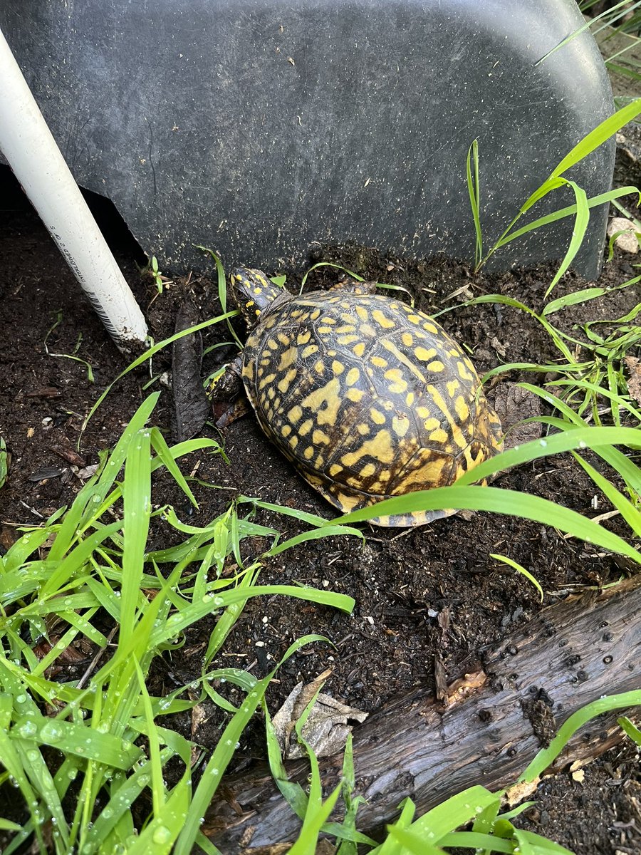 Tortoisespot's tweet image. First eastern box turtle to come out from the winter slumber #turtle #boxturtle