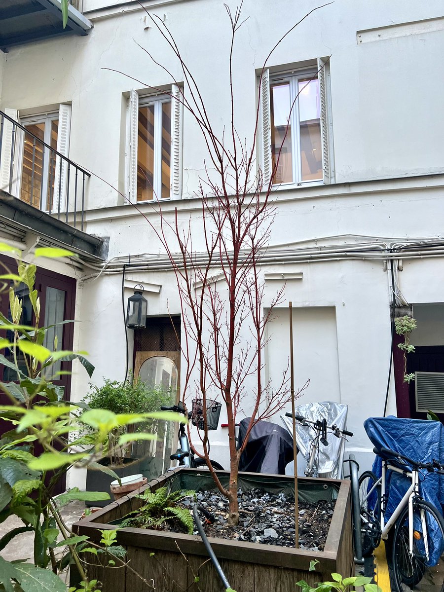 Le petit nouveau de la copro : Un Acer Palmatum Sangokaku 🍁 Son écorce rouge corail et son feuillage vif viendront égayer encore un peu plus notre cour. Merci à Nuances de vert pour ses conseils et son travail. #natureenville #paris9