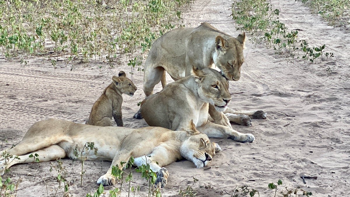 I'm at Chobe National Park in Kasane, Botswana swarmapp.com/viktorsveips/c…