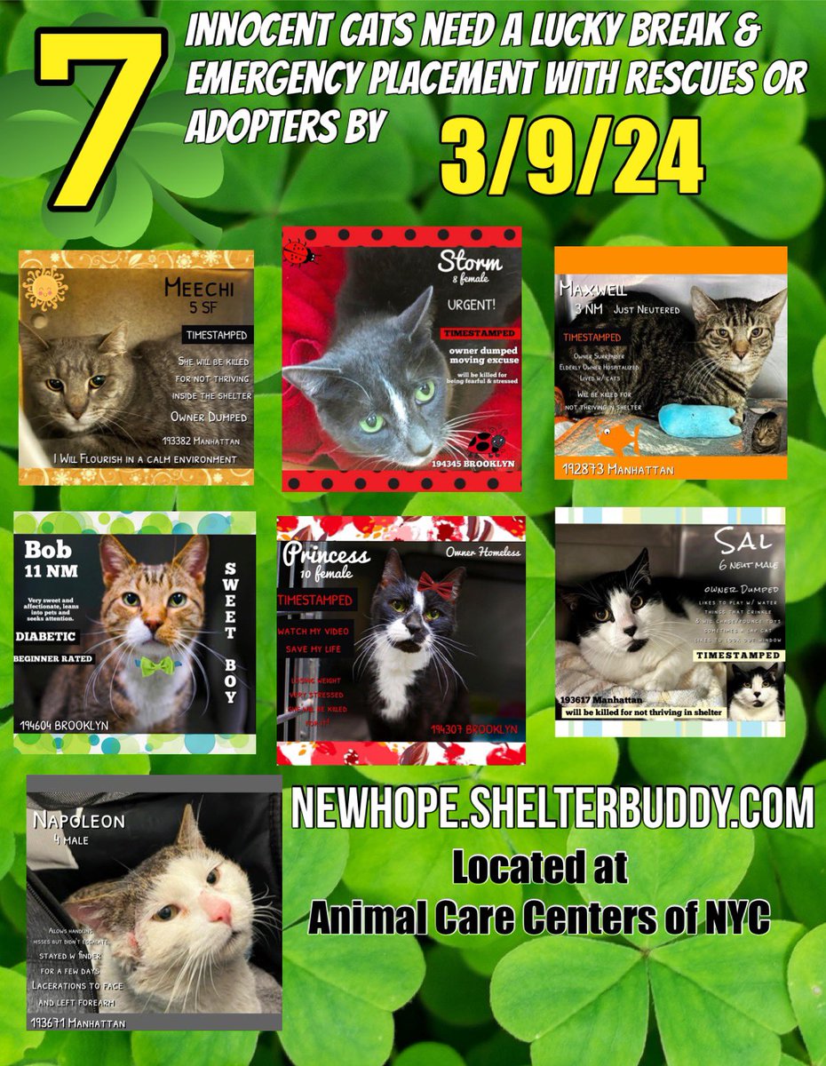 🆘Please RT-adopt-foster! 🆘 7 innocent lives are on the “emergency placement” list at #ACCNYC and need out of the shelter by 12 NOON 3/9! #URGENT #NYC #CATS #NYCACC #TeamKittySOS #AdoptDontShop #CatsOfTwitter newhope.shelterbuddy.com