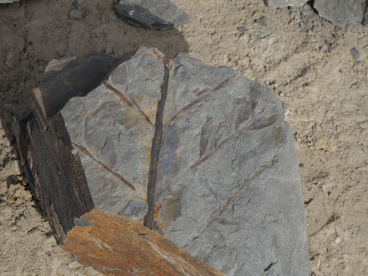 AlexisRastier's tweet image. #Paleobotany #FossilFriday #Devonian
Last week, I went in a quarry where outcropped various fossils of Famennian plants like Archaeopteris roemeriana, an unidentified arborescent lycopsid and the conspicuous zygopterid Rhacophyton. Bellow, you can see fronds of Archaeopteris.
