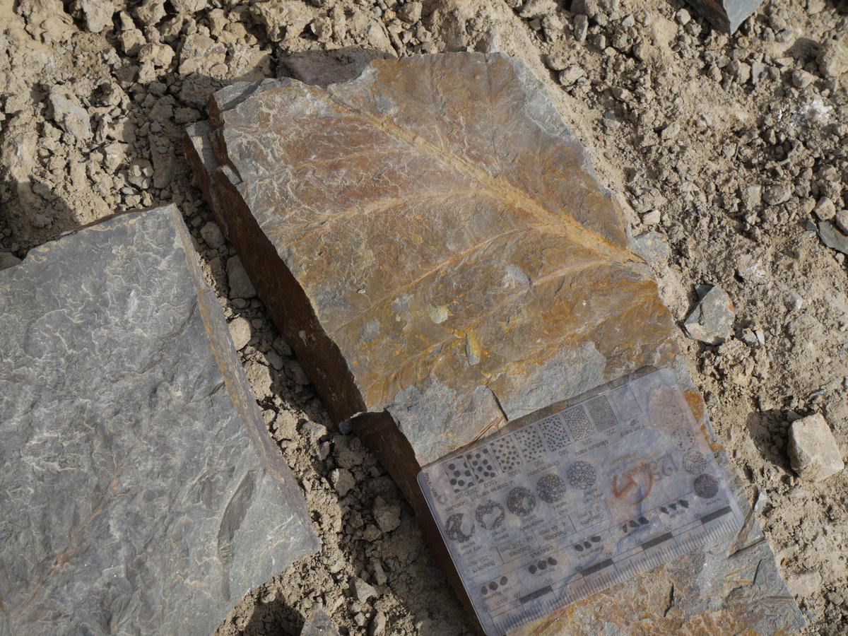 AlexisRastier's tweet image. #Paleobotany #FossilFriday #Devonian
Last week, I went in a quarry where outcropped various fossils of Famennian plants like Archaeopteris roemeriana, an unidentified arborescent lycopsid and the conspicuous zygopterid Rhacophyton. Bellow, you can see fronds of Archaeopteris.