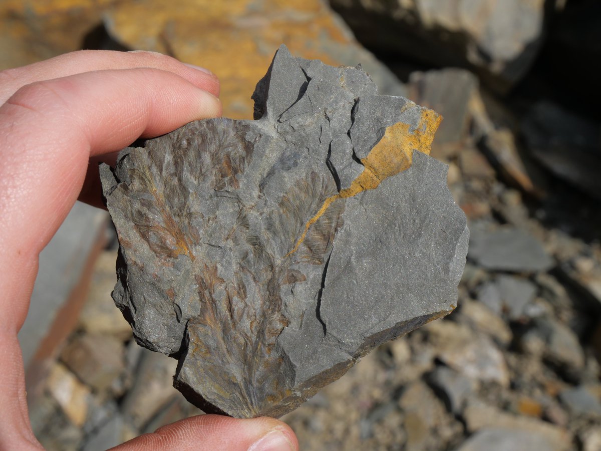 AlexisRastier's tweet image. #Paleobotany #FossilFriday #Devonian
Last week, I went in a quarry where outcropped various fossils of Famennian plants like Archaeopteris roemeriana, an unidentified arborescent lycopsid and the conspicuous zygopterid Rhacophyton. Bellow, you can see fronds of Archaeopteris.