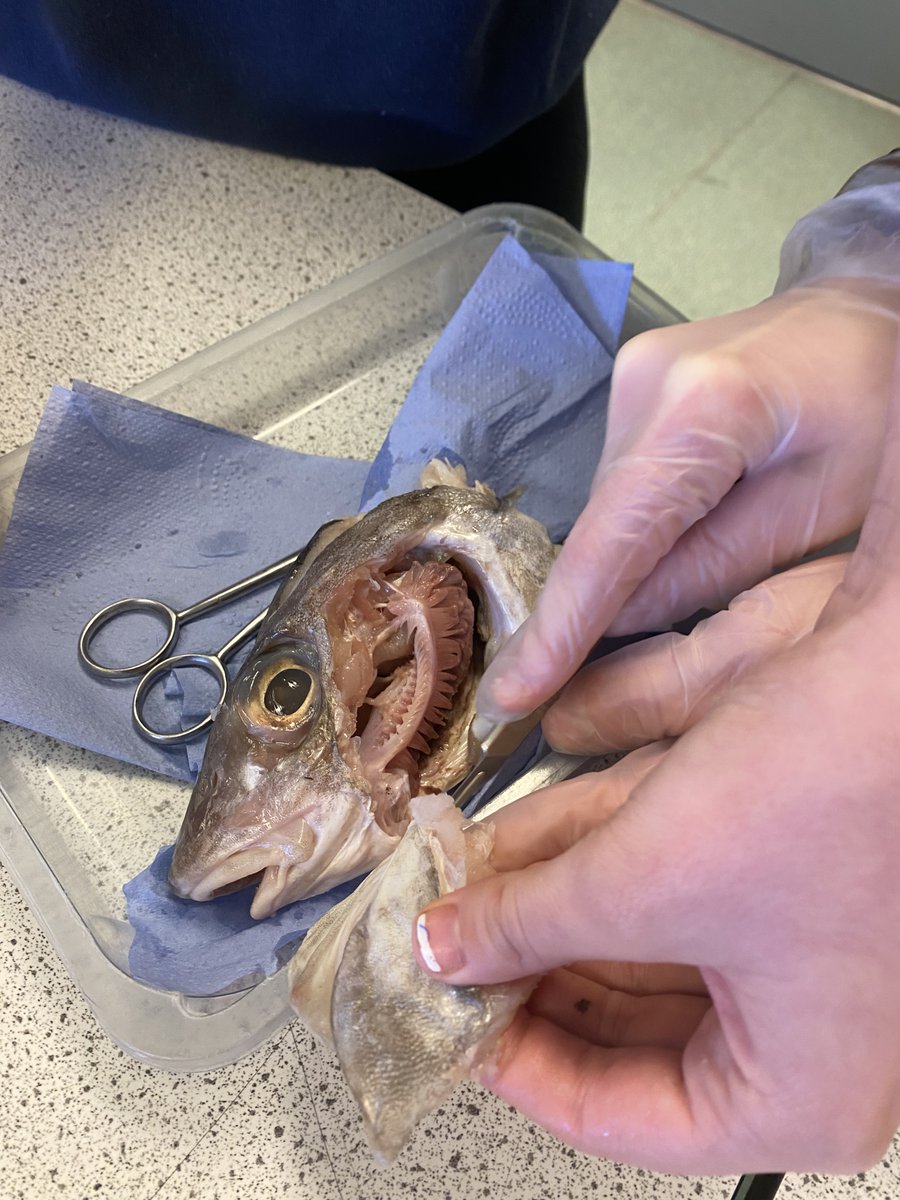PRS_Science's tweet image. Well that went well. Very happy year 12s and teacher. Showed their appreciation of the science techs. #TECHOGNITION