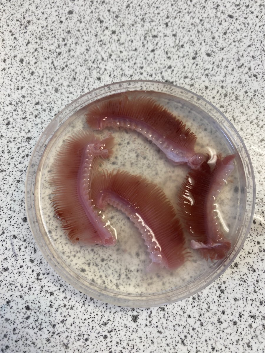 PRS_Science's tweet image. Well that went well. Very happy year 12s and teacher. Showed their appreciation of the science techs. #TECHOGNITION