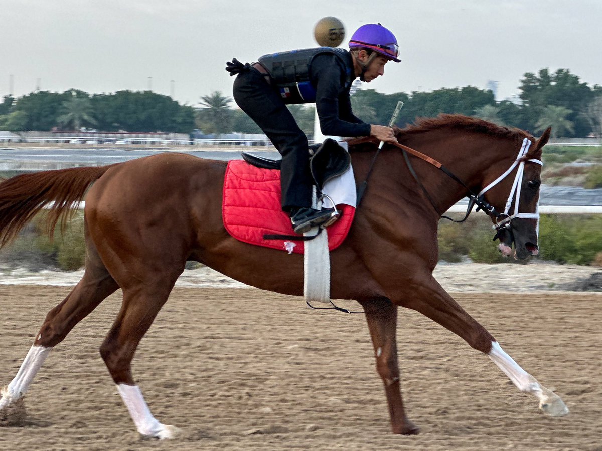 Michael Adolphson (@adolphsonracing) on Twitter photo Meydan will shake from the silks room to the sky bubble if Watson gets his World Cup.
Counting down to #DWC24 with KABIRKHAN, perhaps the most exciting horse, anywhere. <a href="/RacingDubai/">Dubai Racing Club</a> #γγγ€γ―γΌγ«γγ«γγ #DubaiWorldCup Meydan will shake from the silks room to the sky bubble if Watson gets his World Cup.
Counting down to #DWC24 with KABIRKHAN, perhaps the most exciting horse, anywhere. <a href="/RacingDubai/">Dubai Racing Club</a> #γγγ€γ―γΌγ«γγ«γγ #DubaiWorldCup