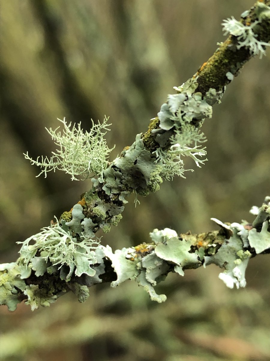 Liza Adamczewski or the accidental ecologist tweet media