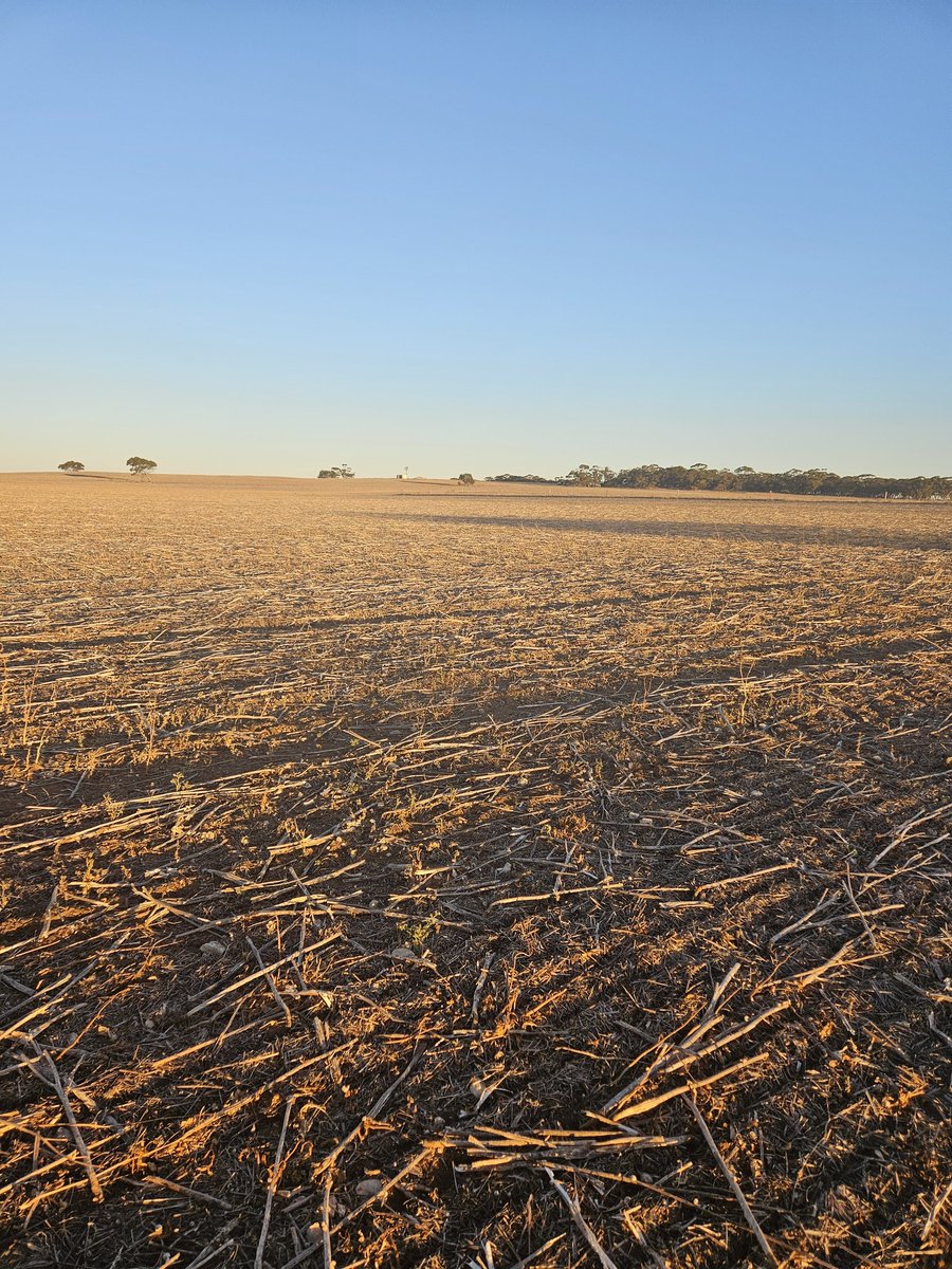 Smashing up canola stubbles and killing snails! Seed bed prep looking tops.