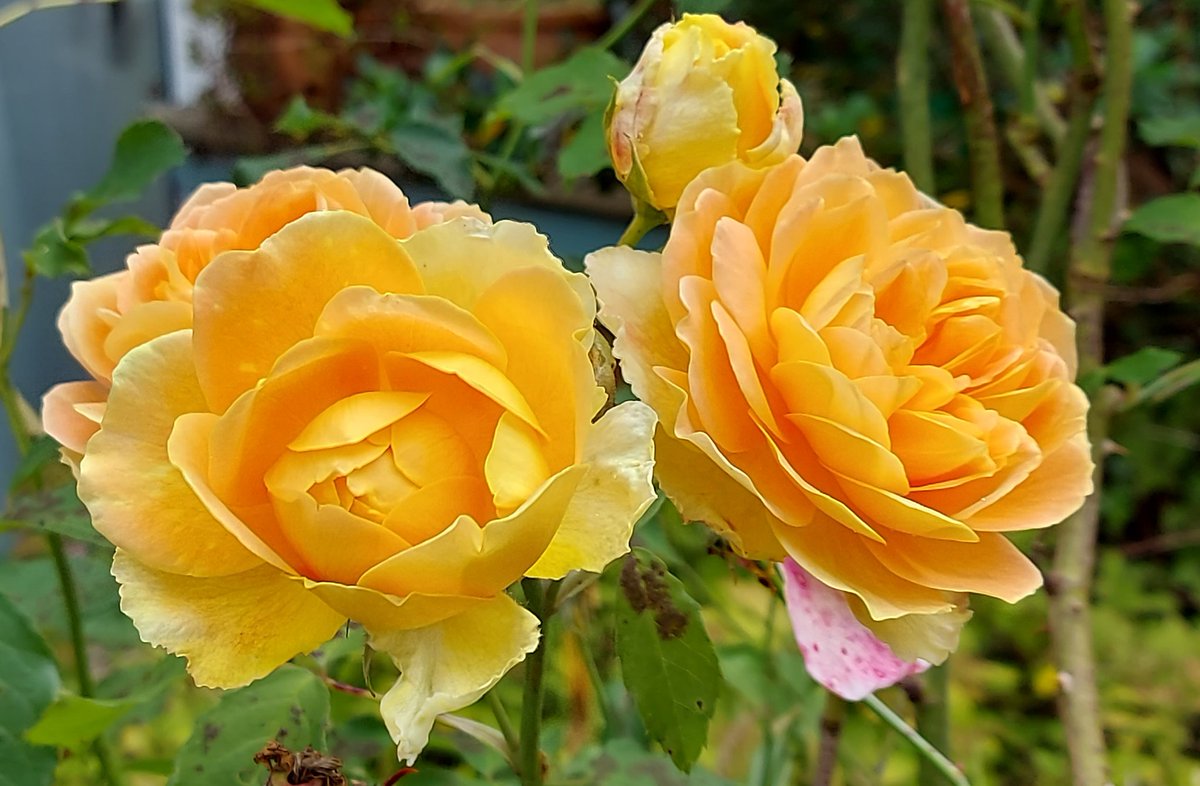 Sandi Leonard tweet media