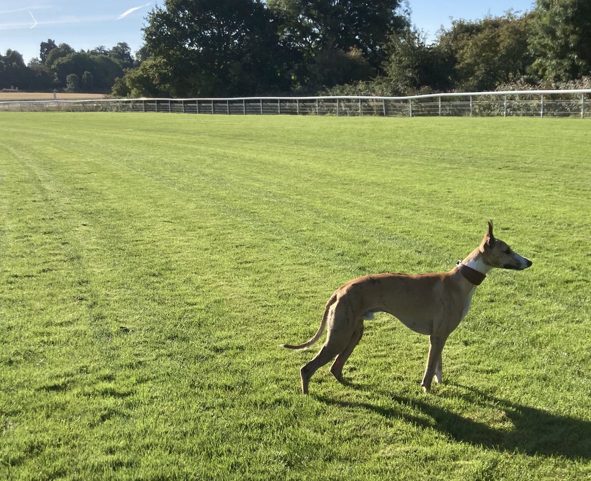 Please has anyone seen our lovely Whippet Willie? He went missing yesterday in Adlestrop GL56 about 4.30pm. He is microchipped and wearing a leather collar with coloured stitching. He’s very gentle and this is not like him. Please share & message if seen 🙏