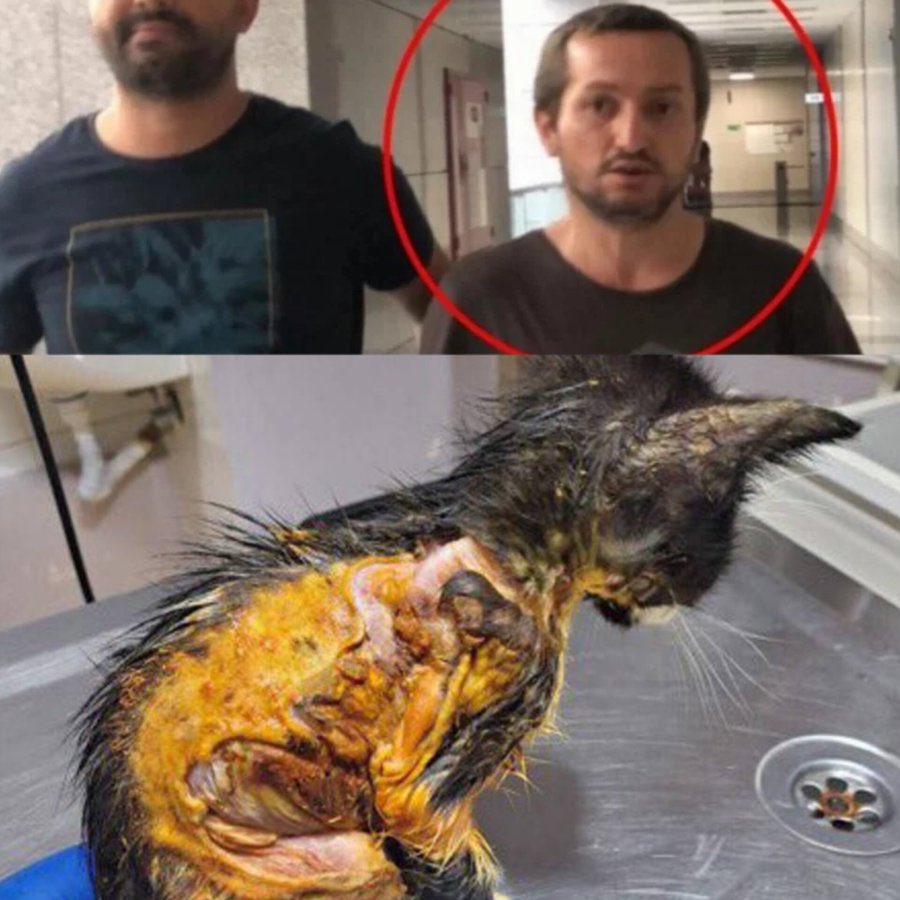 guclusinemm's tweet photo. Duruşma mayıs ayında görülecek ! Umutsuzluğa kapılmak,vazgeçmek yok . Yatarı olan hapis cezaları verilene kadar hayvan hakları anayasal güvence altına alınana kadar hayvanların birer can olduğunu cana kıyanların hakettiğini aldığını görene kadar burdayız #muratözdemirtutuklansın https://t.co/uNoybKhk8c