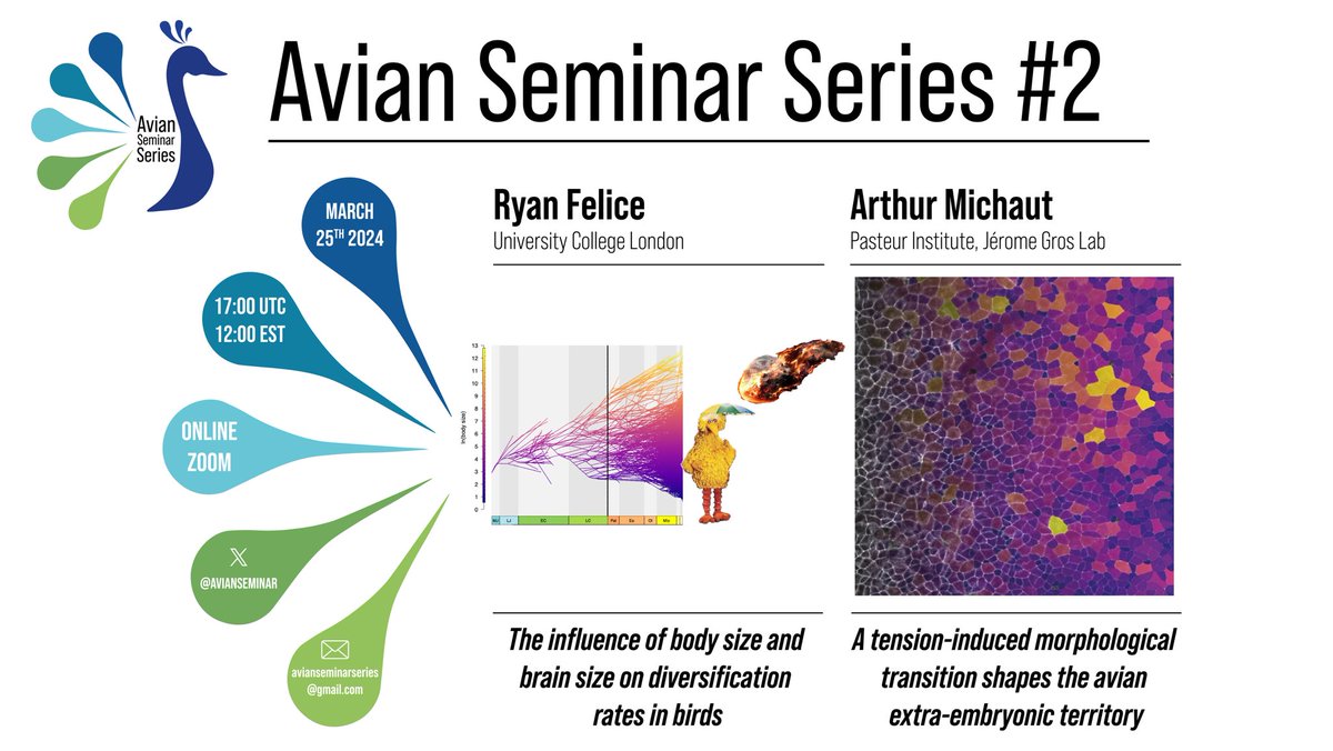 Avian Seminar Series (@avianseminar) on Twitter photo Our next session will be on the 25th of March at 5pm UTC with <a href="/rfelice/">Ryan Felice</a> and @a_michaut. Do not miss it ! 🦚
Register for the zoom link here: forms.gle/E3cDpqDKNphNNx… Our next session will be on the 25th of March at 5pm UTC with <a href="/rfelice/">Ryan Felice</a> and @a_michaut. Do not miss it ! 🦚
Register for the zoom link here: forms.gle/E3cDpqDKNphNNx…