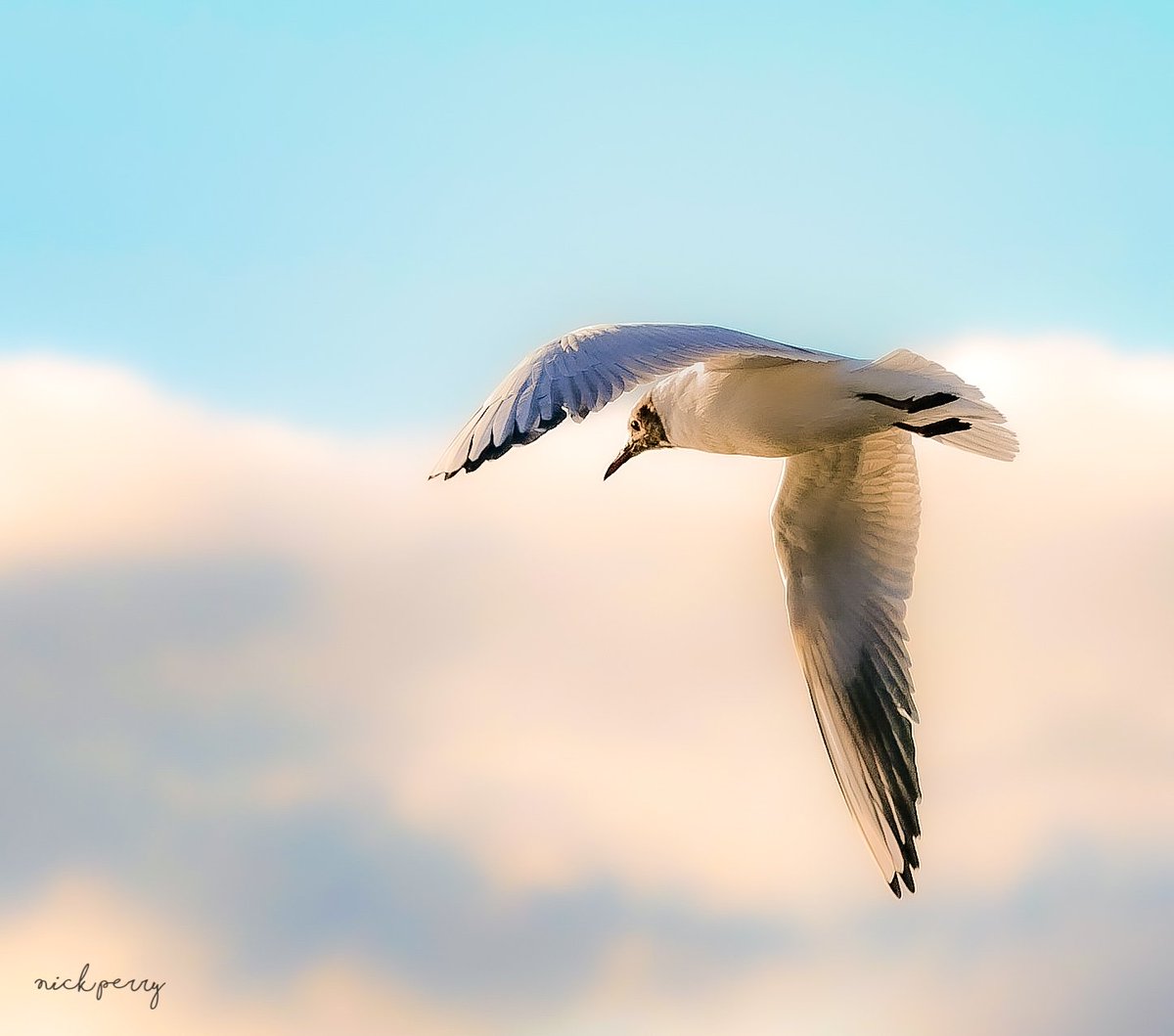 GM #TwitterNatureCommunity 
#FlyDay is here at last💥
Please share your BIF shots 👇
Have fun use the # to spread the 💙 reposting 💯 let's get flying 🪽
#TwitterNaturePhotography 
#BirdsOfTwitter #birding
#birdwatching #NaturePhotograhpy #birdphotography 
#NatureTherapy🏴󠁧󠁢󠁷󠁬󠁳󠁿