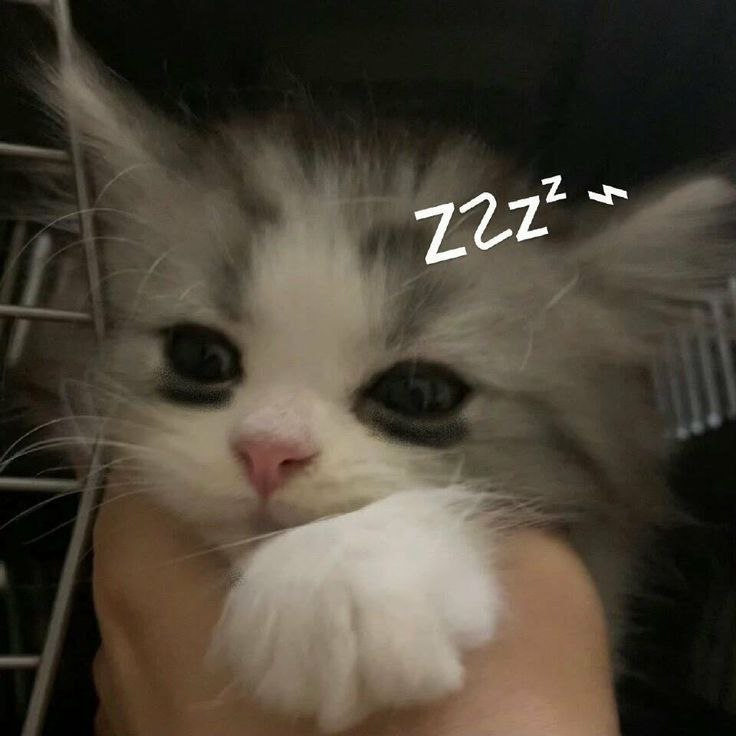 tingchengxin's tweet photo. Ini syp ya manitonya https://t.co/vjRqrm9jYy
