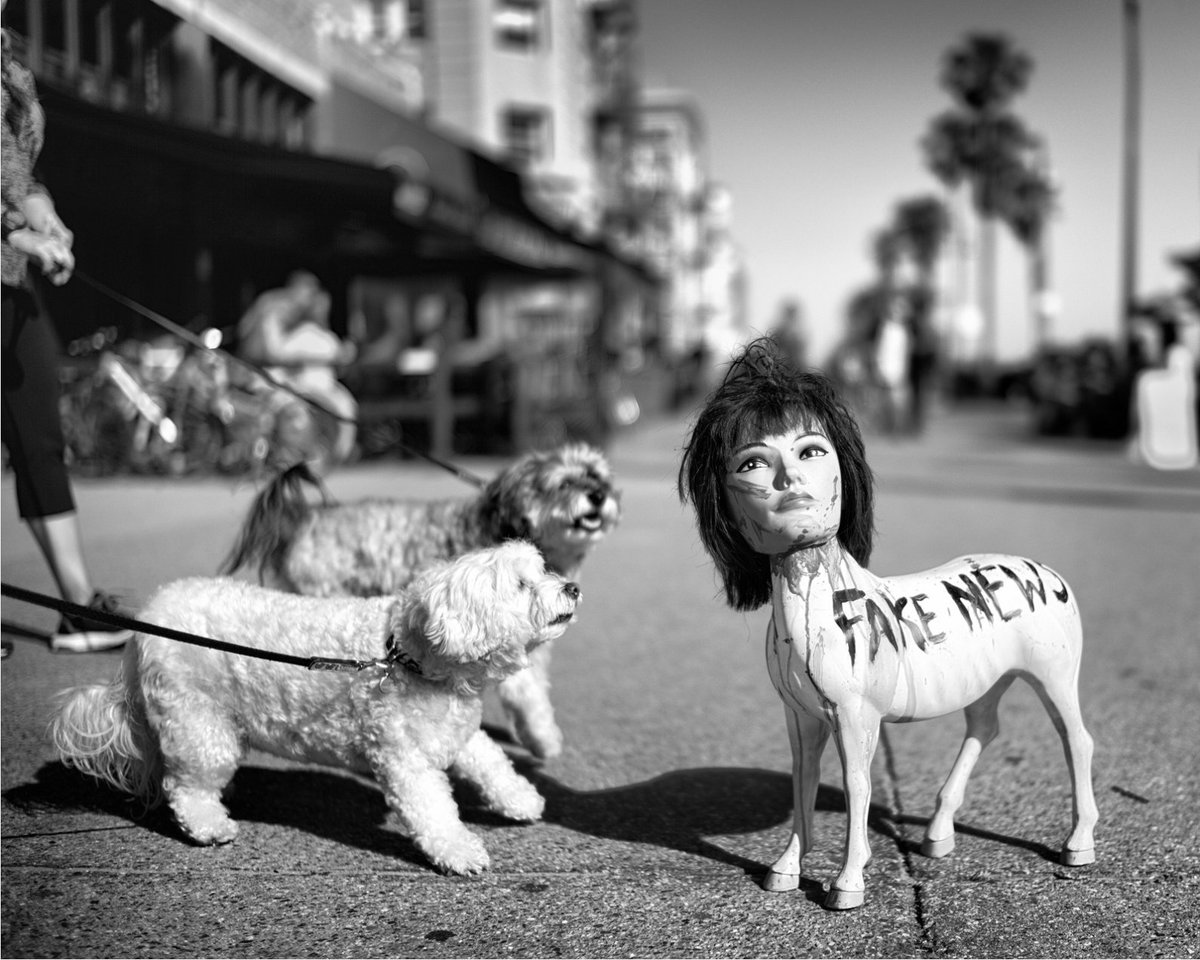 AboutPhotograp2's tweet image. "I grew up with a dog... I feel they get me too," Saguy shares. This bond aids in portraying the genuine essence of Dogtown's dogs, bringing their stories to life with warmth. #CanineCulture #GenuinePortraits #PhotographyLovers