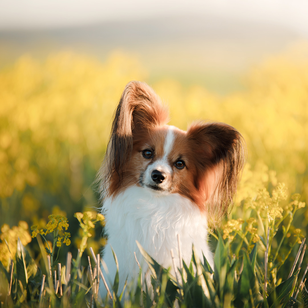 Crufts tweet media