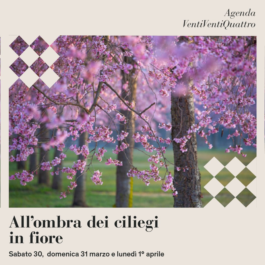 Torna alla Reggia di Venaria “All’ombra dei ciliegi in fiore”, che quest’anno si terrà durante i giorni delle vacanze pasquali 🌸 Programma completo su: lavenaria.it/it/eventi/allo…