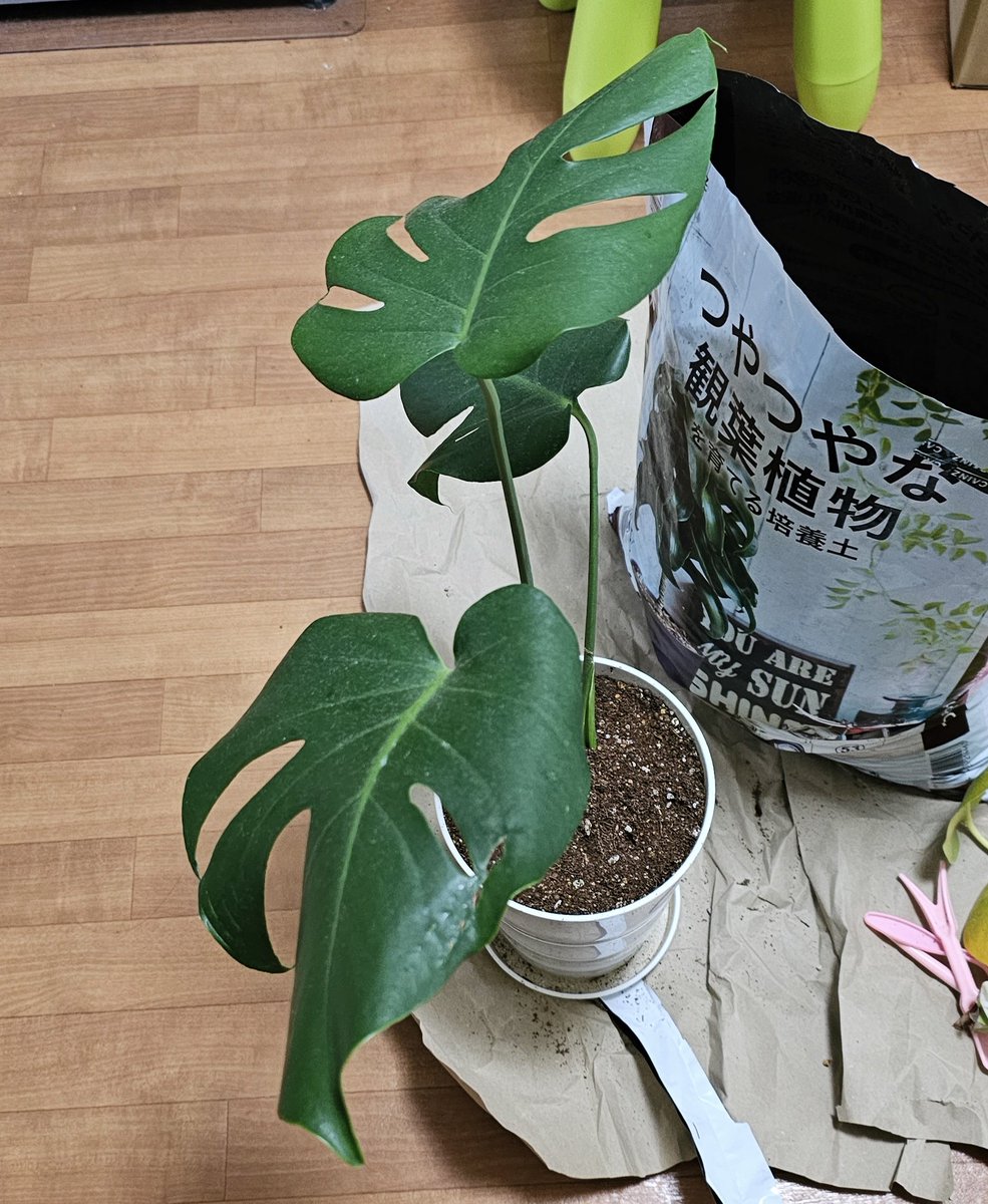 モンステラの下葉が黄色くなってきてて、もしかして根詰まりかな？って植え替えしてみたら…(꒪д꒪II
こ、こんなに根っこが‼️
ごめんよぉぉぉ(>_<)💦
ってことで、株分けもして植え替えしたけど鉢が大きいのなくて鉢底石入れられなかったからとりあえず仮植え替え💦モンステラの成長を舐めてた😂