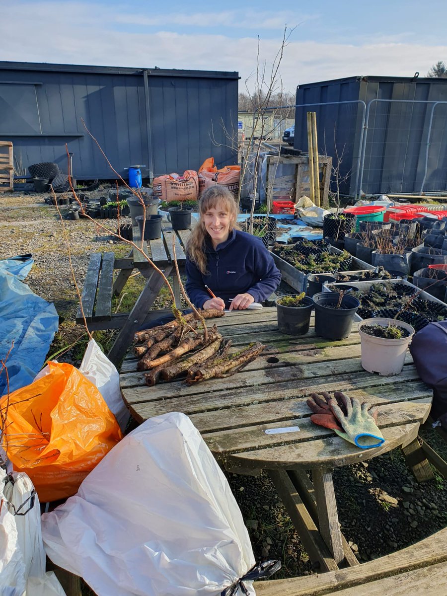 A great haul of 15 new #aspen clones from @CorrourEstate @Watts_SH and @isleofeigg by Beth for our national collection. We hope to replicate these and provide back to donor sites. #paintingscotlandyellow