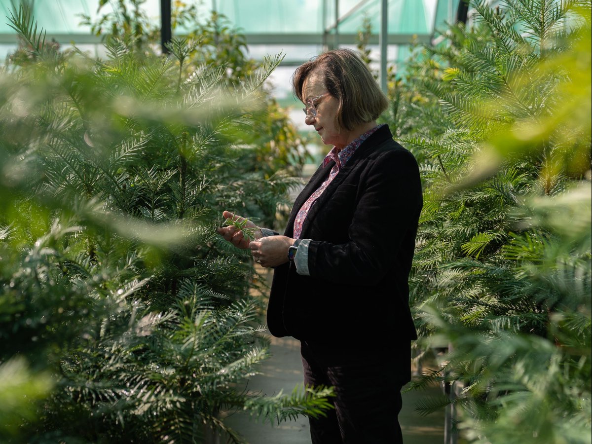 How it started vs how it's going #IWD2024 🌲 🔬 Since its discovery in 1994, Dr Cathy Offord has played a pivotal role in helping to protect the critically endangered #WollemiPine from extinction using cutting-edge research. 👉 Learn more: bit.ly/3rHnRvo @ApsaraCat