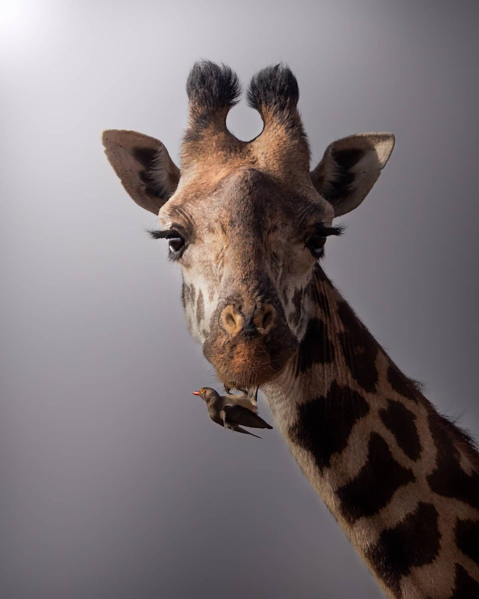 A Giraffe and an Oxpecker

📸 Sunny Saha Pramanick
