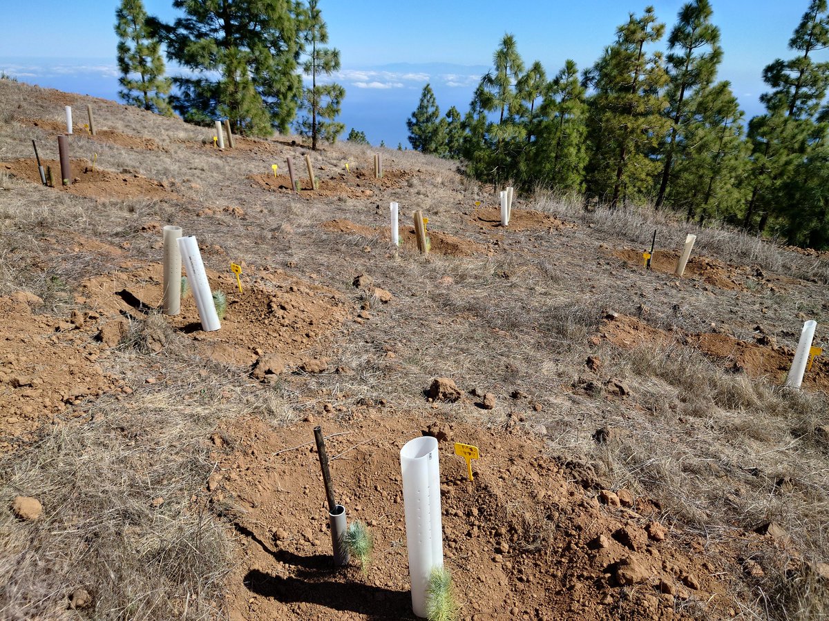 RecForestProj's tweet image. Un vistazo a nuestro ensayo de plantación en Tenerife 👀♻️🌳#economiacircular #plasticoreciclado