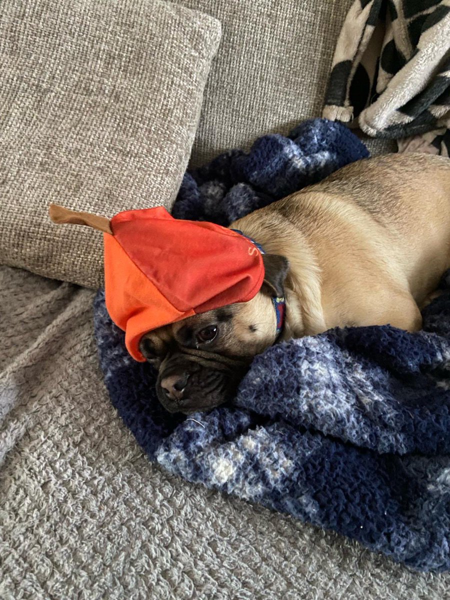 dicannell's tweet photo. Happy Friday from Zaba! #puggle #disconap https://t.co/TycRHg1gvD