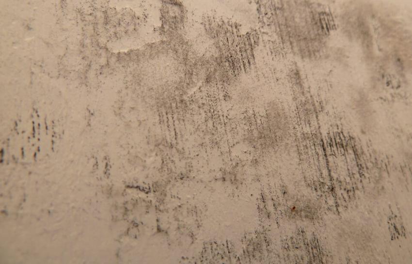 Permagard_UK's tweet image. Did you know, black mould spores are everywhere - waiting until the right conditions occur to grow? Find out how and why it grows and how to get rid of it with our Black Mould guide: bit.ly/4bLLOnl

#mouldproblems #blackmould #dampandmould