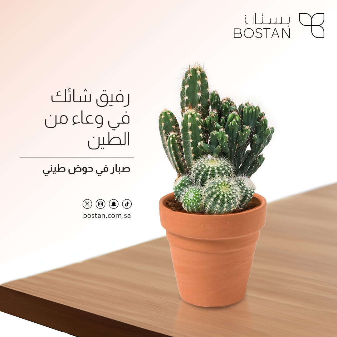 ourbostan's tweet photo. لمسة من سحر الصحراء: اكتشف الجاذبية الآسرة لهذا الصبار الموجود في وعاء من الطين الخالد. إن طبيعتها منخفضة الصيانة وحضورها المذهل يعززان جمال أي مساحة.

#أصص #أصص #صبار #صحراء #ديكور_منزل #إطار #نباتات_طبيعية #نباتات_داخلية #نباتات_منزلية #نباتات_ديكور #نباتات_مكتبية  #نباتات https://t.co/Uw4vdcYELB