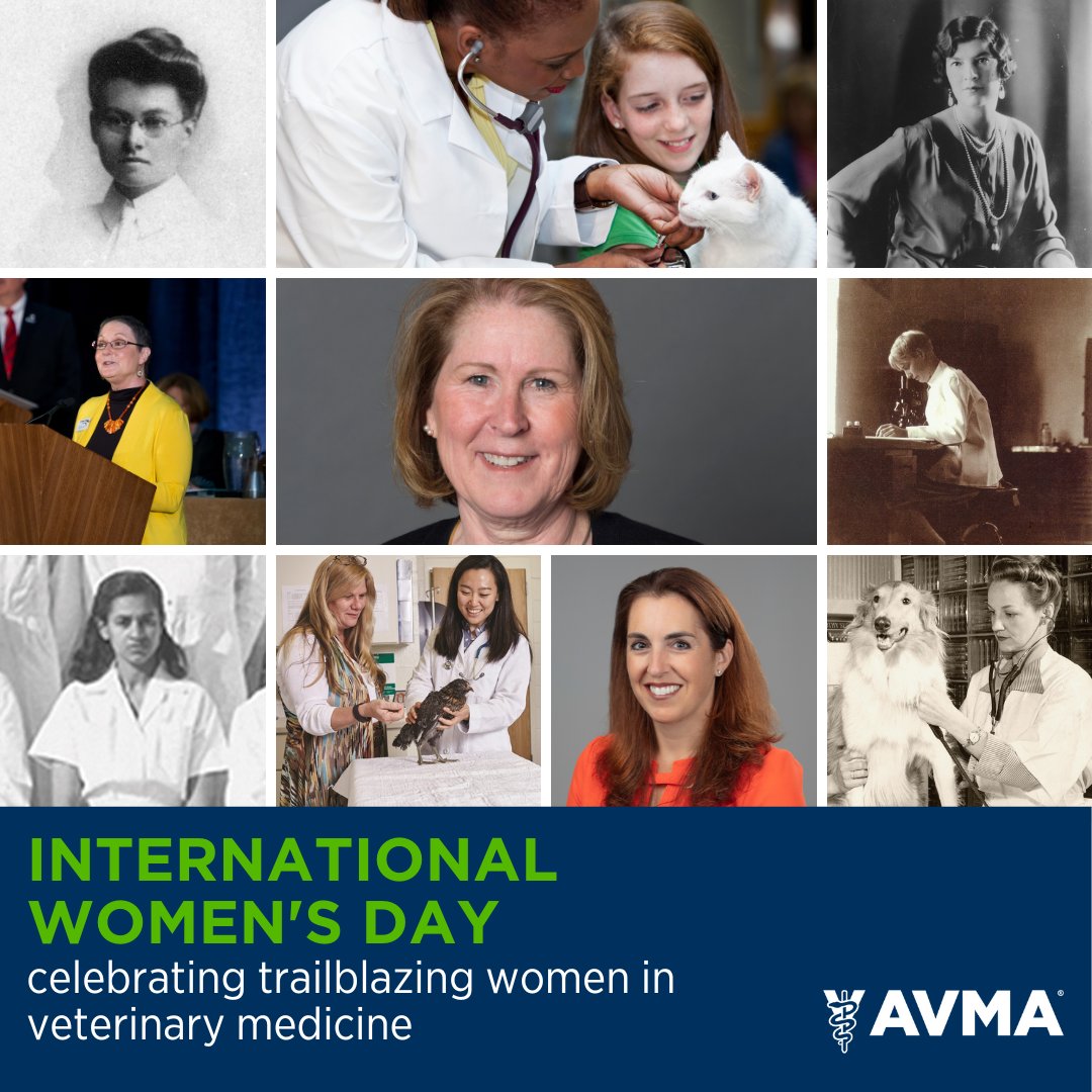AVMAvets's tweet photo. Today is #InternationalWomensDay! On this day &amp; every day, we respect and applaud the participation, innovations, &amp; contributions of women in veterinary medicine. Follow along with us throughout March as we continue to share the stories of women who have impacted our profession. https://t.co/YNRGIotTEW