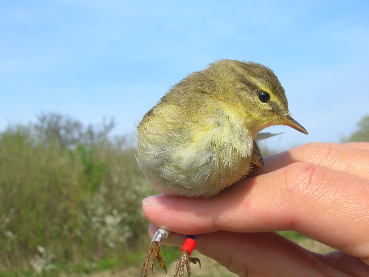 Critical times for my PhD-bird in Sweden: the willow warbler

The number of birds ringed in 2023 is half of that of 2020. Its is the most common bird in Sweden, so a severe decline may have far-reaching consequences. I hope the trend turns soon! 

mynewsdesk.com/se/naturhistor…