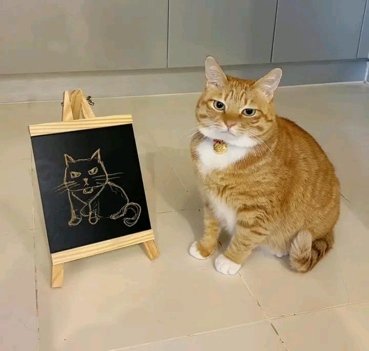 nocontextscats's tweet photo. Not impressed https://t.co/oWZYJCHMlz