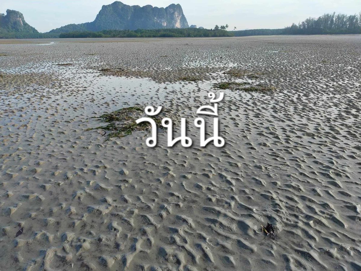 beaver_ch5's tweet photo. เพจขยะมรสุม เผยมีพะยูนผอมตายเป็น 10 ตัวแล้วที่ทะเลตรัง ระบุ ตะกอนดินจากการก่อสร้างโครงการลงทะเลทำหญ้าตาย พะยูนไม่มีอาหารกำลังจะตายตาม ปลูกก็ไม่ขึ้น เพราะพื้นที่มันพัง พร้อมแท็กถึงหน่วยงานที่เกี่ยวข้องและสื่อมวลชน ขอความช่วยเหลือพะยูนเร่งด่วน https://t.co/0igmoHr0Mq