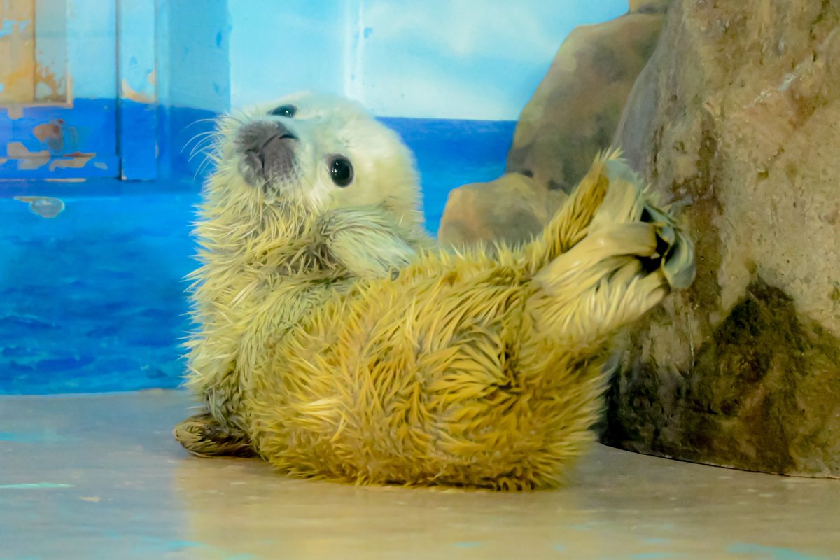 白エビフライの海老反り🦭