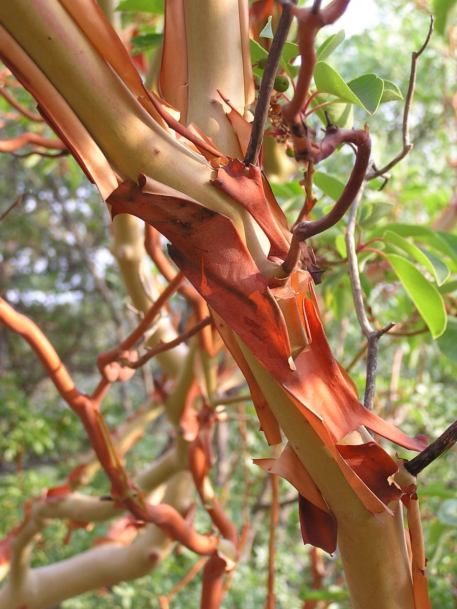 richamelin's tweet photo. Inspiring talk by @PriyaNeenaPuri about growing up surrounded by iconic arbutus trees and having the opportunity to do her master's degree on arbutus decline thanks to generous donors to @ubcforestry @ubc and @NSERC_CRSNG #climatechange #forestdisease #foresthealth https://t.co/zGZ0gemWew