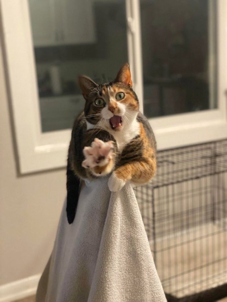 nocontextscats's tweet photo. NOOOOOOO https://t.co/Zu7EAG98TS