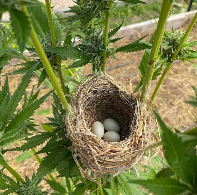 A bird 🦆 made a nest 🐣 in a cannabis plant 🌿... #Mmemberville #marijuana #weedlovers #thc