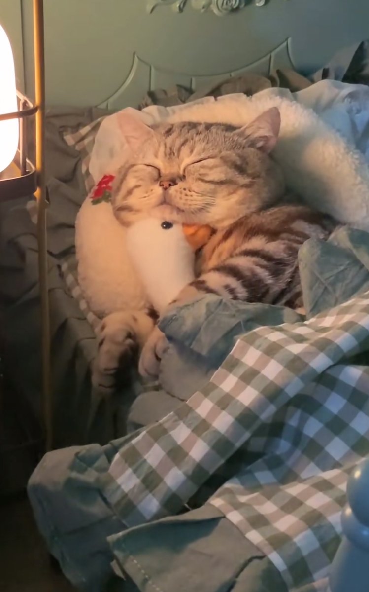 ace 🦚 tweet media