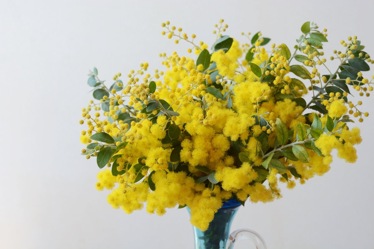 3月8日は、International Women's Day（#国際女性の日） そして「#ミモザの日」 ”mimosa color”という色をご存じですか。 明るい黄色がとてもきれいですね。 皆さま、ステキな一日を✨