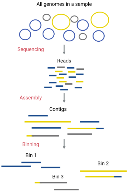 High-throughput sequencing has improved microbiome research but how much sequencing depth is required to reconstruct metagenome-assembled genomes (MAGs) from a plant genome? 1/5

#BoiseState #Bittlestonlab #BoiseStateGrad #Metagenomics #MAGs
