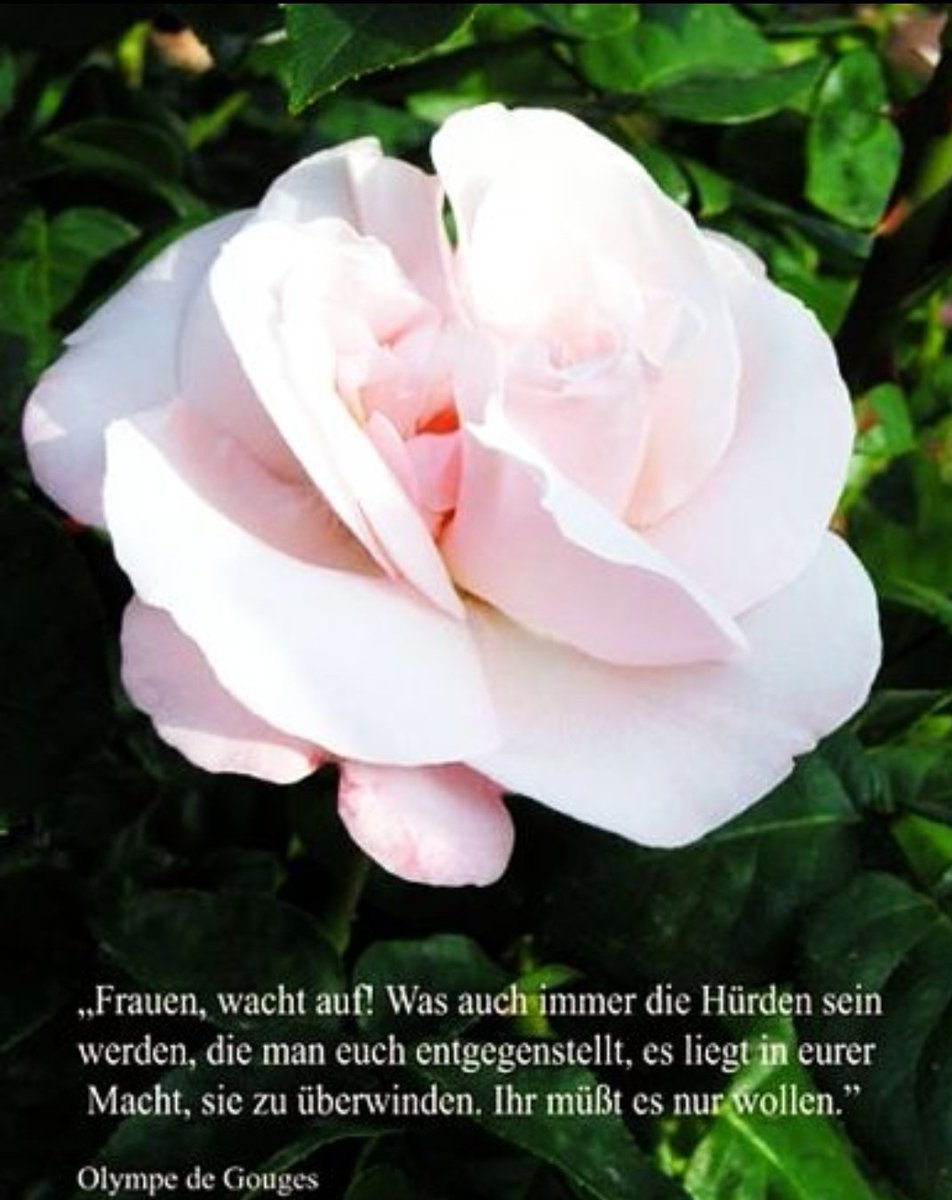 Letnapark's tweet photo. #Weltfrauentag #InternationalWomensDay 

Viele erfolgreiche Männer haben keine erfolgreichen Qualifikationen außer der, keine Frau zu sein. 
#VirginiaWoolf 

Frauen, die so sein wollen wie Männer, haben einfach keinen Ehrgeiz und keine Phantasie...

[Olympe de #Gouges ] https://t.co/s4GTtktf0N