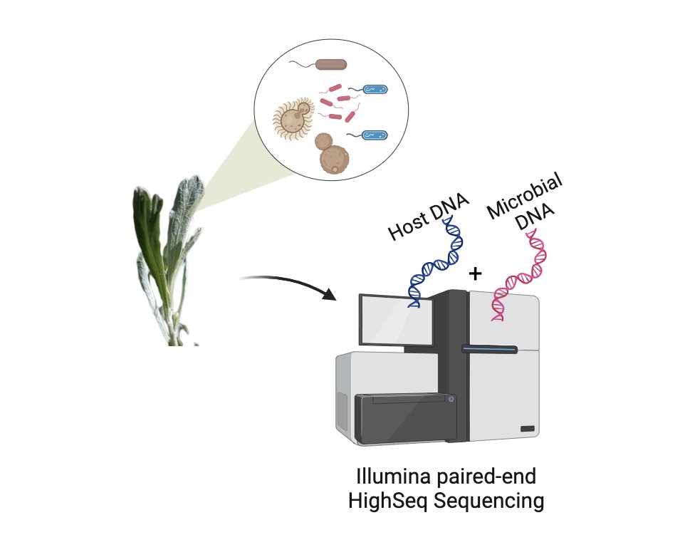 Using host-derived Illumina sequences of sagebrush leaf tissues, my MS research is focused on profiling the microorganisms that were sequenced along with the plant as well as reconstructing MAGs from these sequences. 2/5

#BoiseState #Bittlestonlab #BoiseStateGrad #Metagenomics