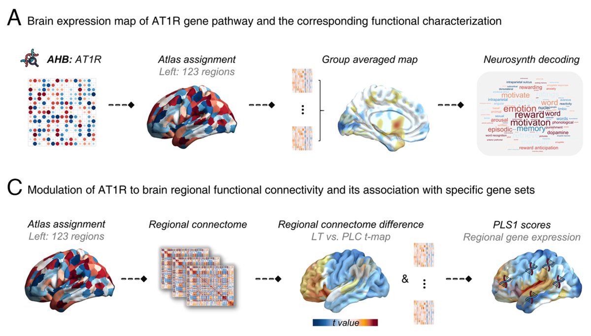 HKUniversity's tweet photo. #HKU’s @bn_becker &amp; collaborators mapped the expression of angiotensin II type1 receptor ATR1 in human #brain. Highest density was in #reward #motivation #stress #memory areas. Targeting ATR1 system opens door for new treatments of mental disorders. https://t.co/lHAB7y1N14 https://t.co/yG1KBf0dfq