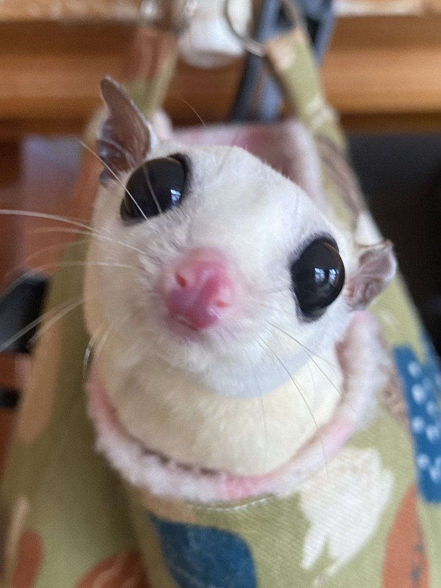 kkt753's tweet photo. 我が家の小さい怪獣
 #フクロモモンガ 
 #sugarglider
 #怪獣 https://t.co/iqJRGwzBND