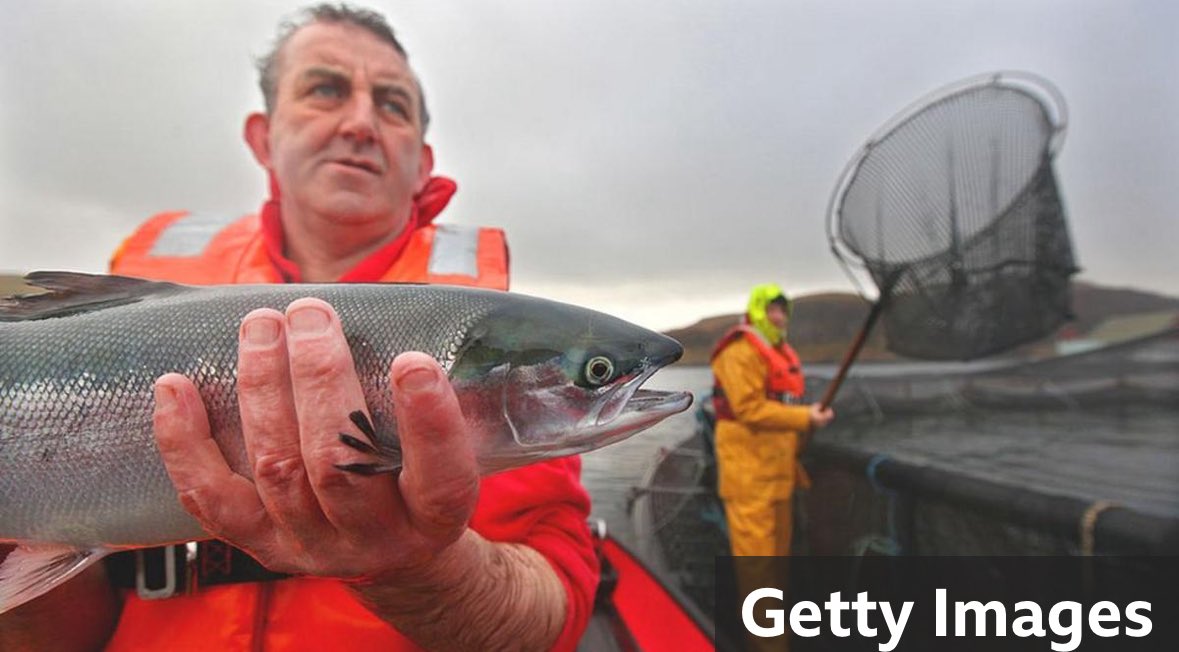 Mass die-offs among farmed salmon on the rise around the world ⚰️ #climatechange #GlobalWarming #salmon #massdieoffs  bbc.co.uk/news/science-e…