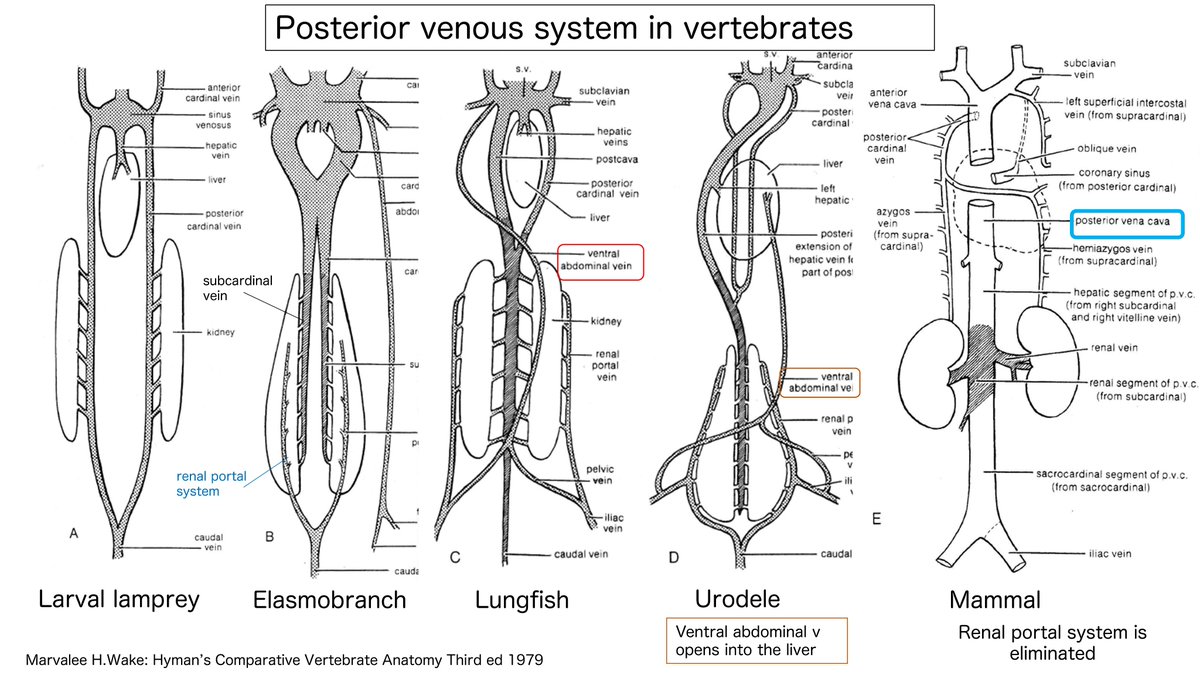 Taka_Tamaso's tweet photo. Posterior vena cava, although anatomically simple, has a complex developmental and evolutionary history.      #NNAC #FANconference #Neuroangiology https://t.co/kRAr49csrL