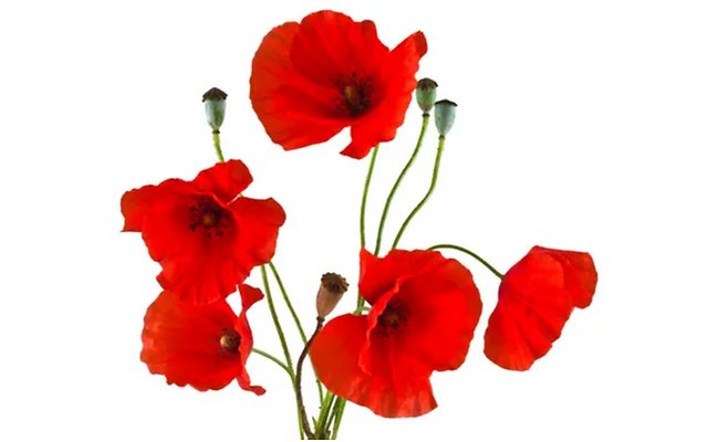 #8mars Journée internationale des droits des femmes. Retrouvez les actions de l'association sur notre site : …c-4a91-9dcc-2d2b91792b47.usrfiles.com/ugd/10ca83_961…

Et toutes en rouge pour l'action coquelicots avec <a href="/femmesetmaths/">femmes et maths</a> !